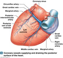 Coronary vessels on posterior surface
