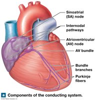Components of the conducting system