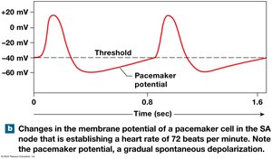 Pacemaker potential graph