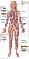 Overview of the cardiovascular system