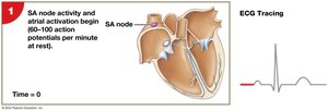 Impulse conduction and ECG tracing