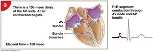 Impulse conduction and ECG tracing