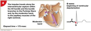 Impulse conduction and ECG tracing