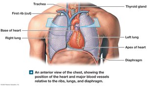 Heart position in the thoracic cavity