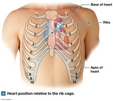 Heart position relative to the rib cage