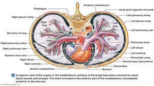 Superior view of the mediastinum showing the heart