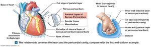 Relationship between heart and pericardial cavity