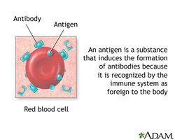 Antigen-antibody interaction on red blood cell