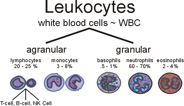 Leukocyte classification: agranular and granular