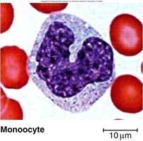 Monocyte blood smear