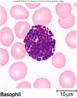 Basophil blood smear