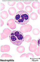 Neutrophil blood smear