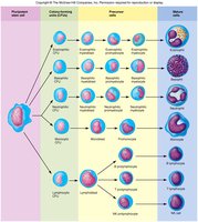 Leukopoiesis: formation of leukocytes