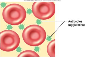 Agglutination of erythrocytes by antibodies