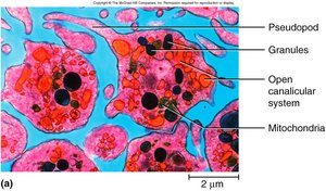 Platelet functions