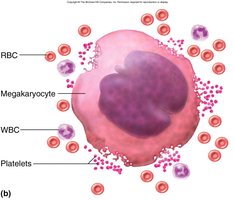 Megakaryocyte and platelet formation
