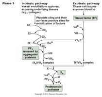 Coagulation pathways: intrinsic and extrinsic
