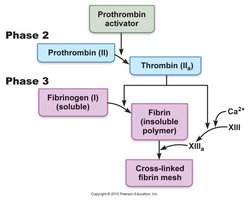 Completion of coagulation: prothrombin to thrombin to fibrin