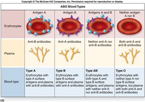 ABO blood types table