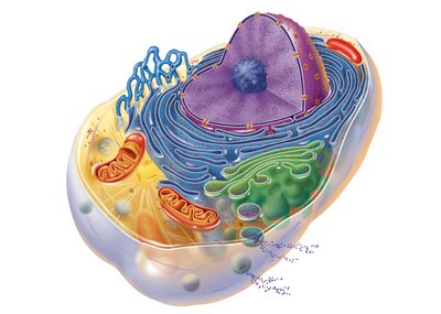 Generalized eukaryotic cell with labeled organelles