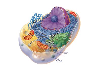 Golgi apparatus and lysosome formation