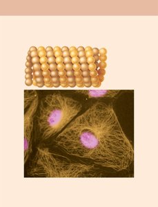 Microtubules structure and cell image
