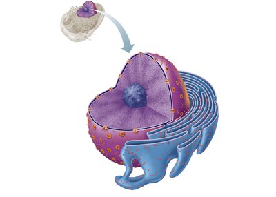 Nucleus with nuclear envelope and nucleolus