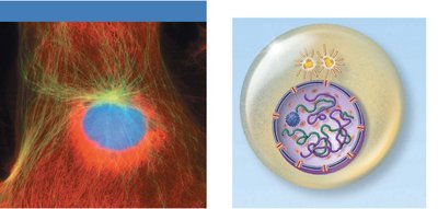 Interphase cell