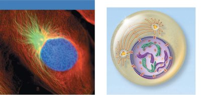 Early prophase with spindle formation