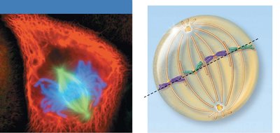 Metaphase with chromosomes aligned