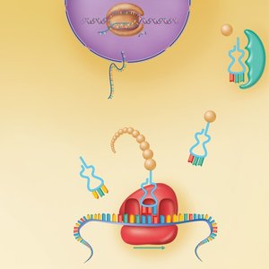 Translation process with ribosome and tRNA