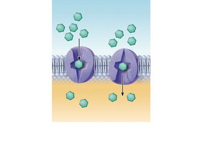Carrier-mediated facilitated diffusion