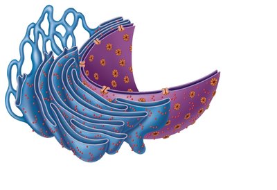 Endoplasmic reticulum (rough and smooth)