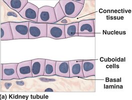 Simple cuboidal epithelium in kidney tubule