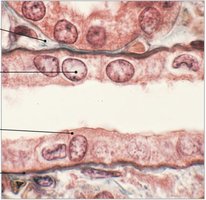 Simple cuboidal epithelium histology