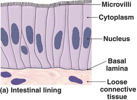 Simple columnar epithelium in intestinal lining