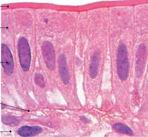 Simple columnar epithelium histology