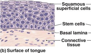 Stratified squamous epithelium