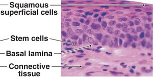 Stratified squamous epithelium histology