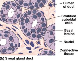 Stratified cuboidal epithelium in sweat gland duct