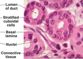 Stratified cuboidal epithelium histology