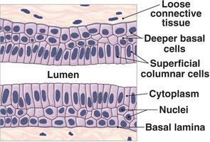 Stratified columnar epithelium