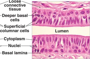 Stratified columnar epithelium histology