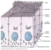 Epithelial tissue functions