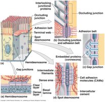 Types of intercellular junctions in epithelial tissue