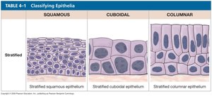 Classification of stratified epithelia
