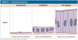 Classification of simple epithelia