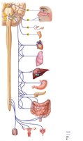 Parasympathetic division of the ANS