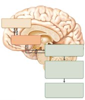 Levels of ANS control