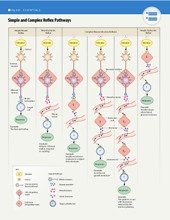Diagram of simple and complex reflex pathways
